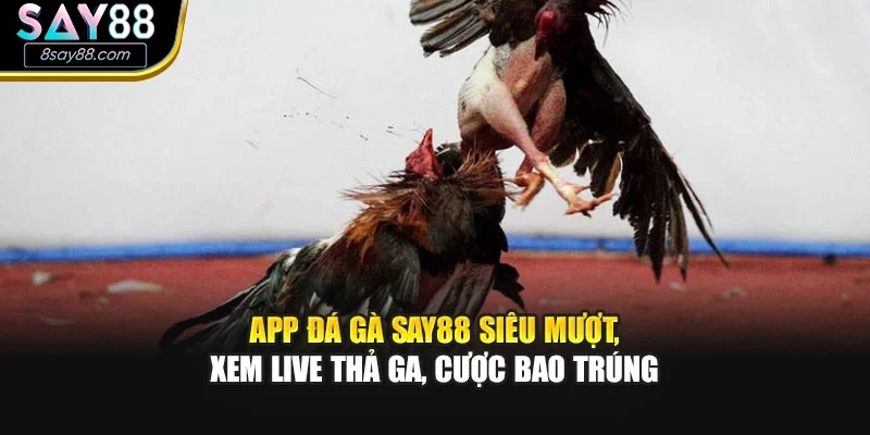 App Đá Gà Say88 Siêu Mượt, Xem Live Thả Ga, Cược Bao Trúng