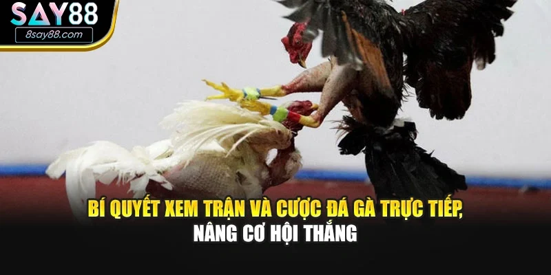 Bí quyết xem trận và cược đá gà trực tiếp, nâng cơ hội thắng