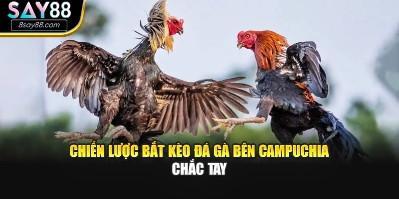 Chiến lược bắt kèo Đá gà bên campuchia chắc tay