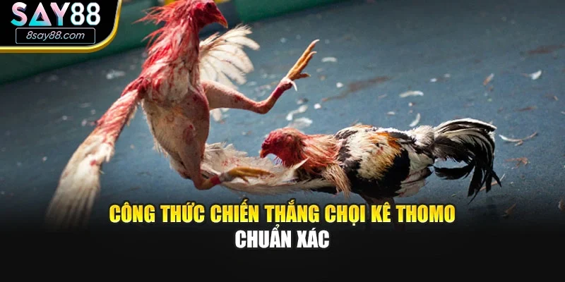 Công thức chiến thắng chọi kê Thomo chuẩn xác