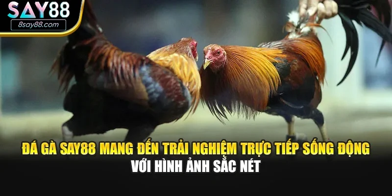 Đá gà SAY88 mang đến trải nghiệm trực tiếp sống động với hình ảnh sắc nét