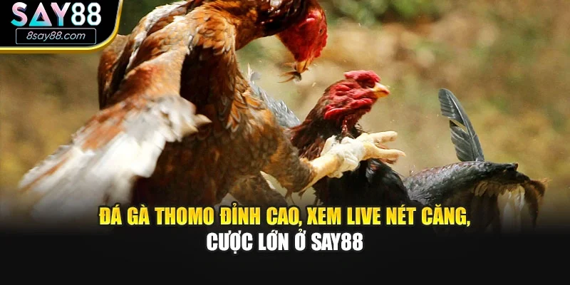 Đá Gà Thomo Đỉnh Cao, Xem Live Nét Căng, Cược Lớn Ở Say88