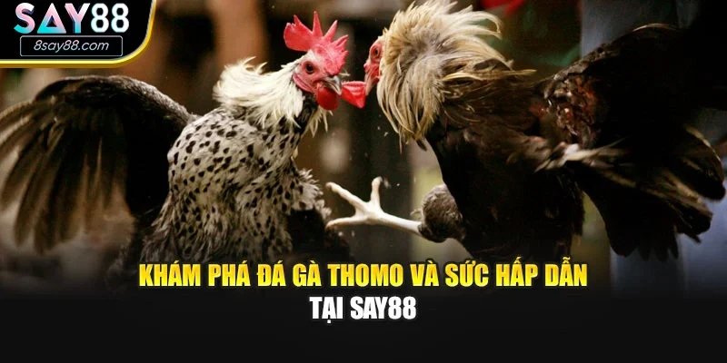 Khám phá Đá gà Thomo và sức hấp dẫn tại Say88