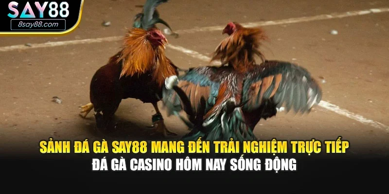 Sảnh đá gà SAY88 mang đến trải nghiệm trực tiếp đá gà casino hôm nay sống động