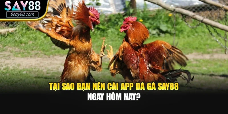 Tại sao bạn nên cài app đá gà Say88 ngay hôm nay?
