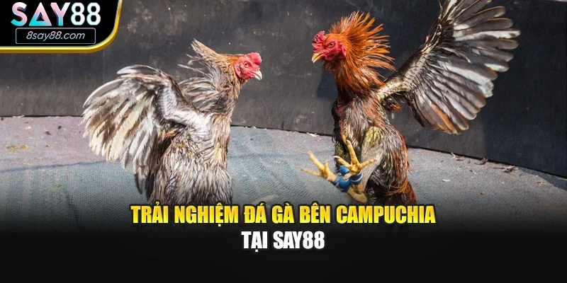 Trải nghiệm đá gà bên campuchia tại Say88