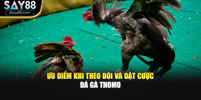Ưu điểm khi theo dõi và đặt cược Đá gà Thomo