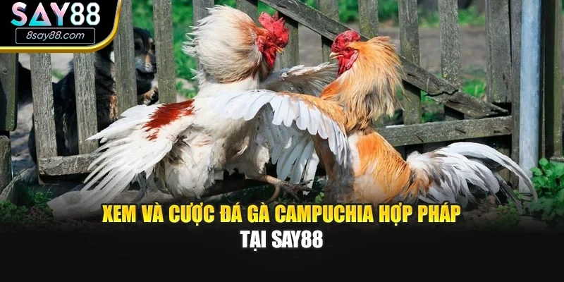 Xem và cược đá gà Campuchia hợp pháp tại Say88